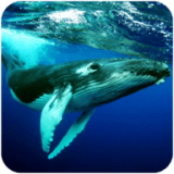 座头鲸模拟器免费版