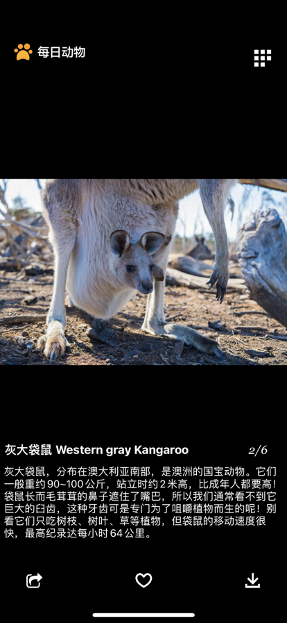 每日动物