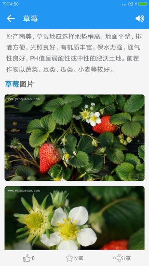 燕雀草正式版截图1