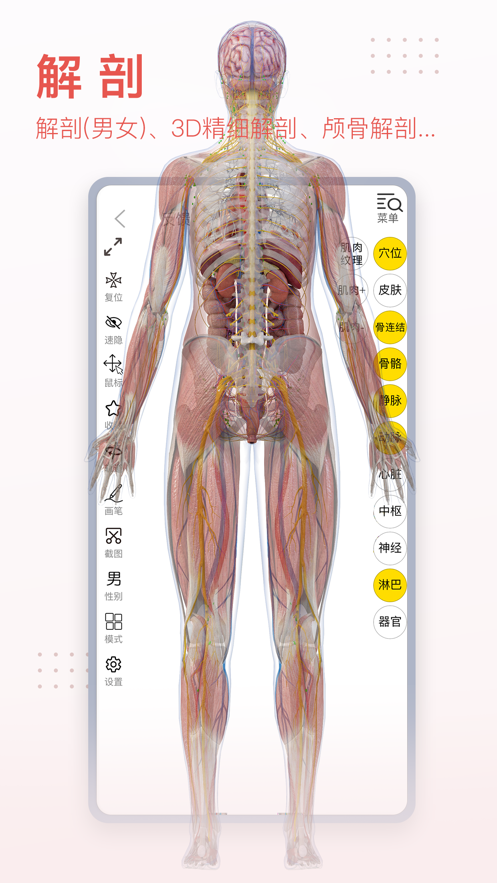 3dbody解剖图在线版